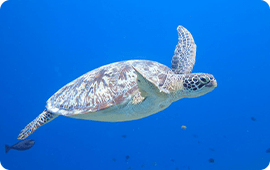 海の生き物たちが苦しんでいる